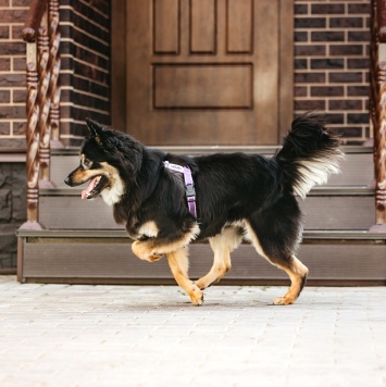 Собаки в добрые руки - Нуар - 2