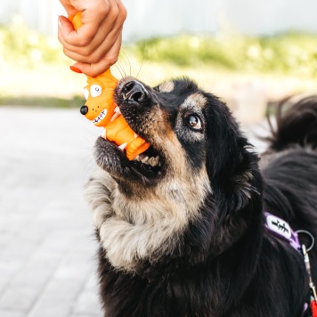Собаки в добрые руки - Нуар - 3