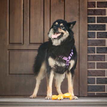 Собаки в добрые руки - Нуар - 4
