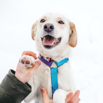 Собаки в добрые руки - Лавида