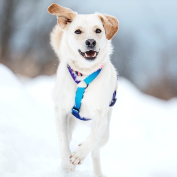 Собаки в добрые руки - Лавида - 1