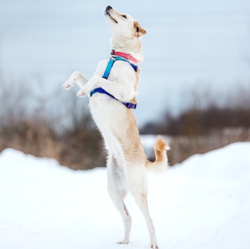 Собаки в добрые руки - Лавида - 2