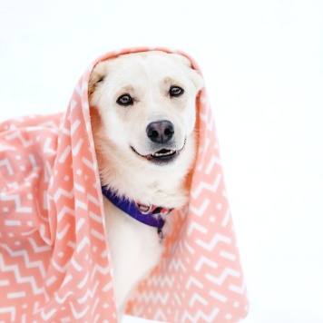 Собаки в добрые руки - Лавида - 4