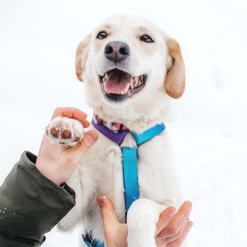 Собаки в добрые руки - Лавида