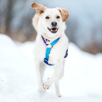Собаки в добрые руки - Лавида - 1