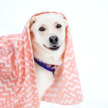 Собаки в добрые руки - Лавида - 2