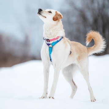 Собаки в добрые руки - Лавида - 3