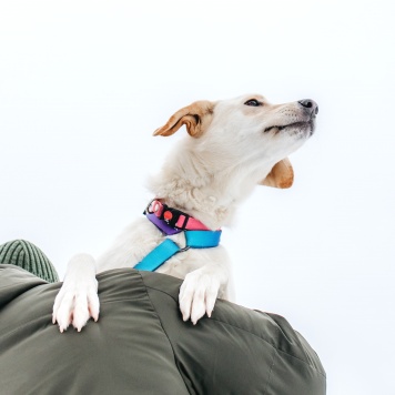 Собаки в добрые руки - Лавида - 4