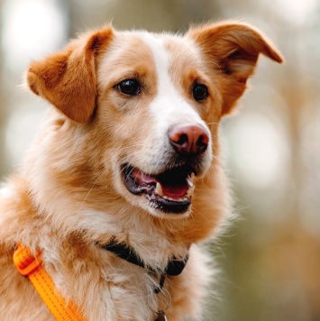 Собаки в добрые руки - Оливер