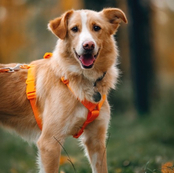 Собаки в добрые руки - Оливер - 1