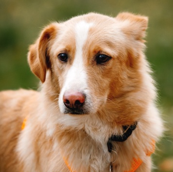 Собаки в добрые руки - Оливер - 2