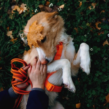 Собаки в добрые руки - Оливер - 3
