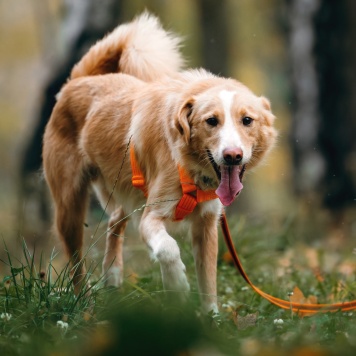 Собаки в добрые руки - Оливер - 4