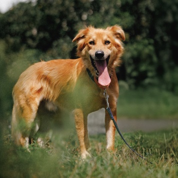 Собаки в добрые руки - Ирвин - 1