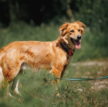 Собаки в добрые руки - Ирвин - 2