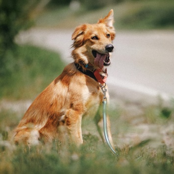 Собаки в добрые руки - Ирвин - 3