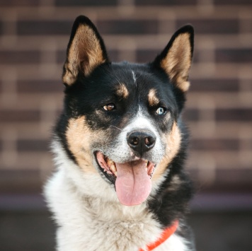 Кокос - Собаки в добрые руки