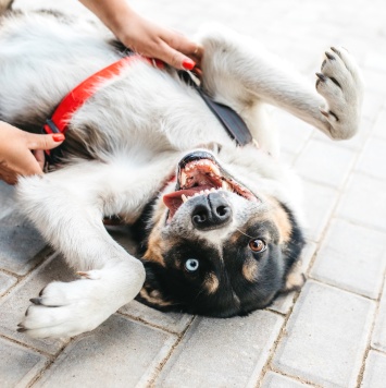 Собаки в добрые руки - Кокос - 2