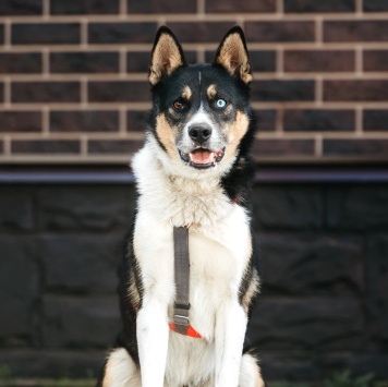 Собаки в добрые руки - Кокос - 3