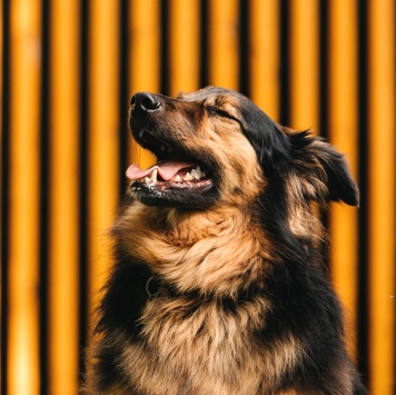 Джони - Собаки в добрые руки