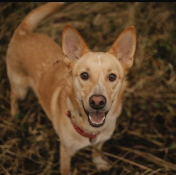 Луни - Собаки в добрые руки