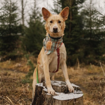 Собаки в добрые руки - Луни - 1