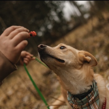 Собаки в добрые руки - Луни - 2