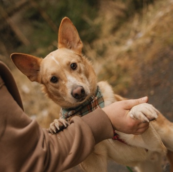 Собаки в добрые руки - Луни - 3