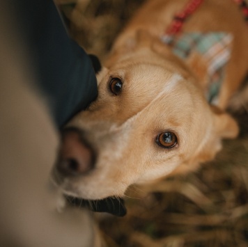 Собаки в добрые руки - Луни - 4