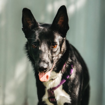 Собаки в добрые руки - Микки