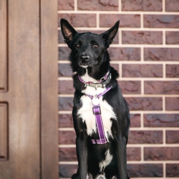 Собаки в добрые руки - Микки - 1