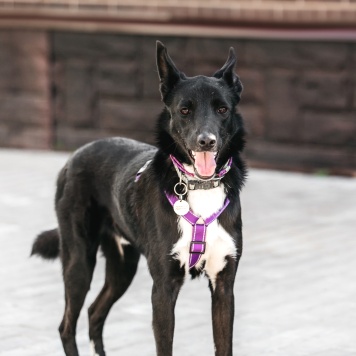 Собаки в добрые руки - Микки - 3