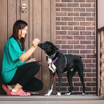 Собаки в добрые руки - Микки - 4