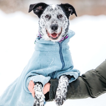 Собаки в добрые руки - Рэми