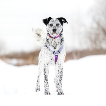 Собаки в добрые руки - Рэми - 1