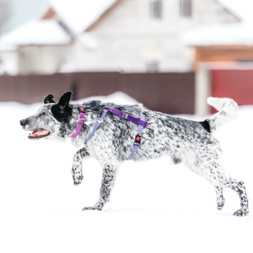 Собаки в добрые руки - Рэми - 3