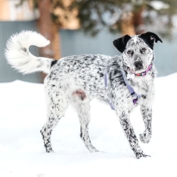 Собаки в добрые руки - Рэми - 4