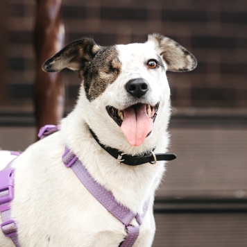 Ибика - Собаки в добрые руки