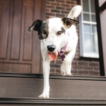 Собаки в добрые руки - Ибика - 1