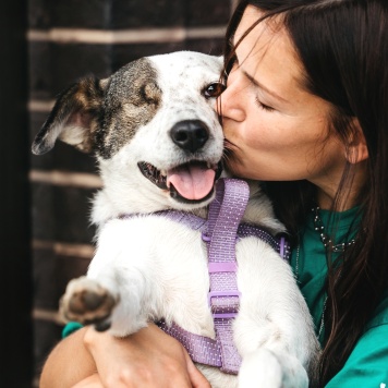 Собаки в добрые руки - Ибика - 2