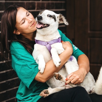 Собаки в добрые руки - Ибика - 4