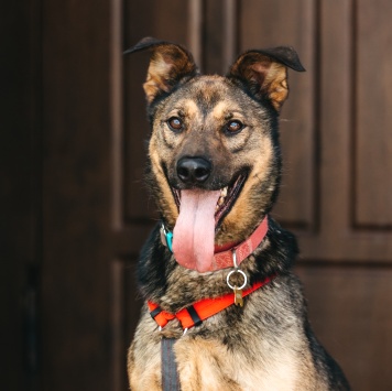 Собаки в добрые руки - Макита