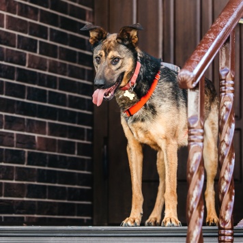 Собаки в добрые руки - Макита - 1