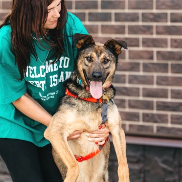 Собаки в добрые руки - Макита - 2