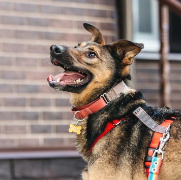 Собаки в добрые руки - Макита - 3