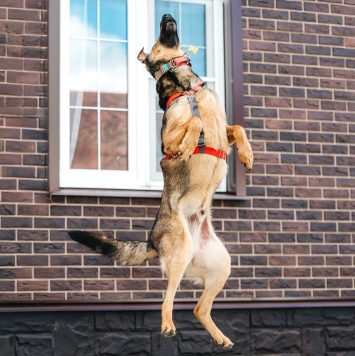 Собаки в добрые руки - Макита - 4