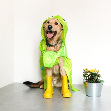 Собаки в добрые руки - Марсель - 1