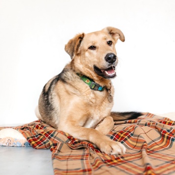 Собаки в добрые руки - Марсель - 2