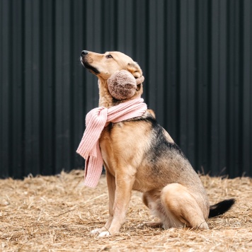 Собаки в добрые руки - Марсель - 3