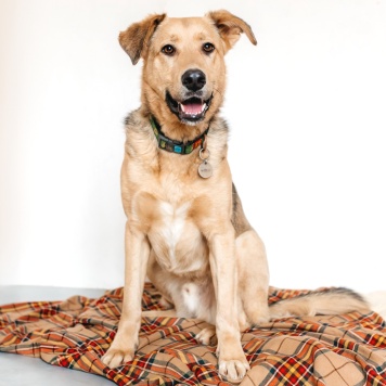 Собаки в добрые руки - Марсель - 4